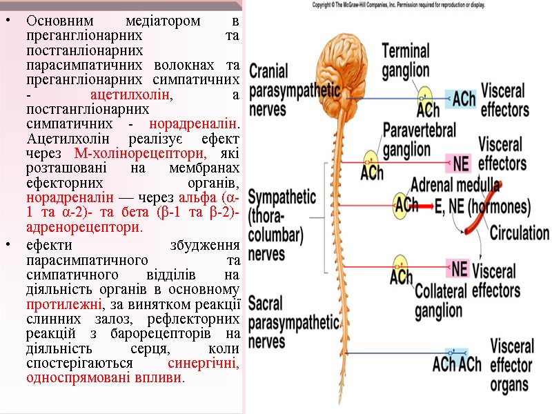 Oсновним медіатором в прегангліонарних та постганліонарних парасимпатичних волокнах та прегангліонарних симпатичних - ацетилхолін, а